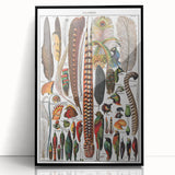 Vintage Bird Feathers Illustration - Nature Elements Wall Art Print