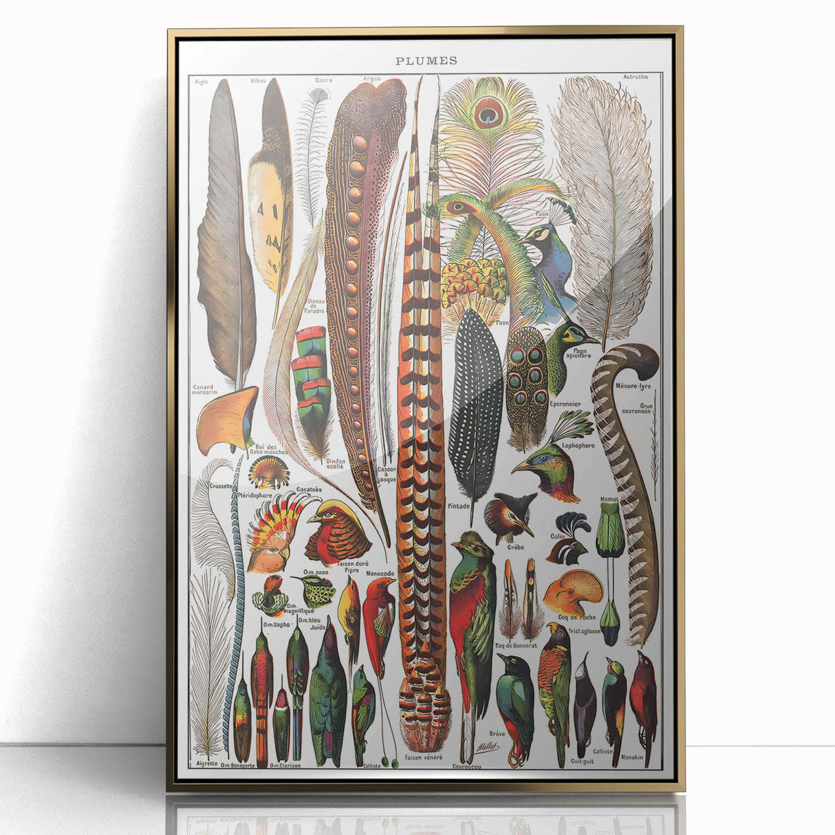 Vintage Bird Feathers Illustration - Nature Elements Wall Art Print