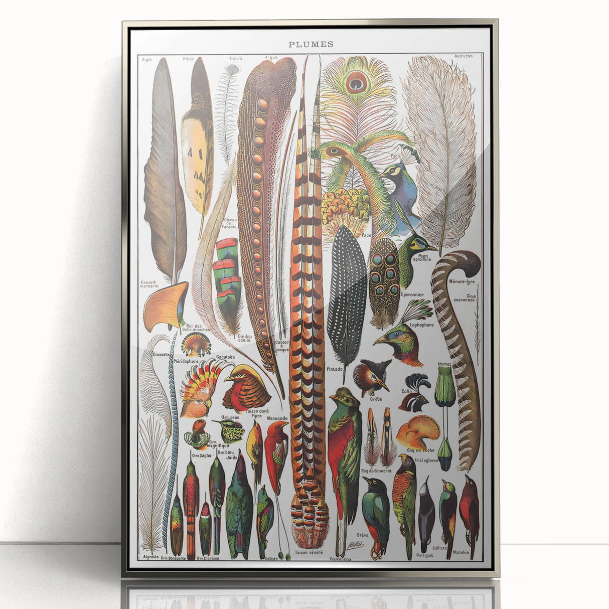 Vintage Bird Feathers Illustration - Nature Elements Wall Art Print