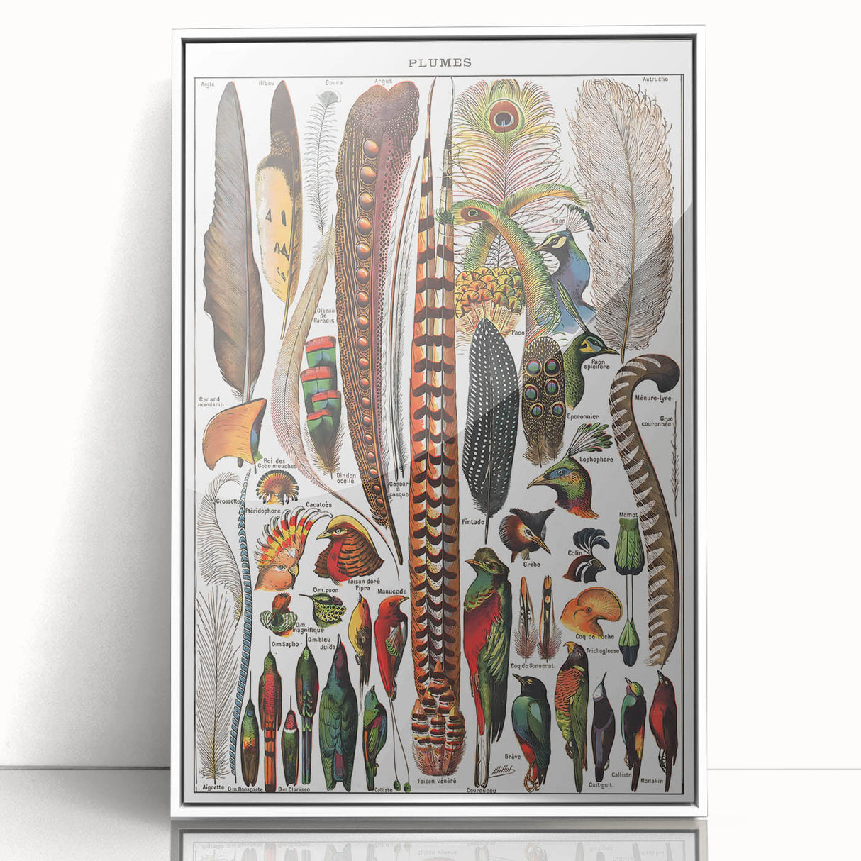 Vintage Bird Feathers Illustration - Nature Elements Wall Art Print