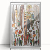 Vintage Bird Feathers Illustration - Nature Elements Wall Art Print