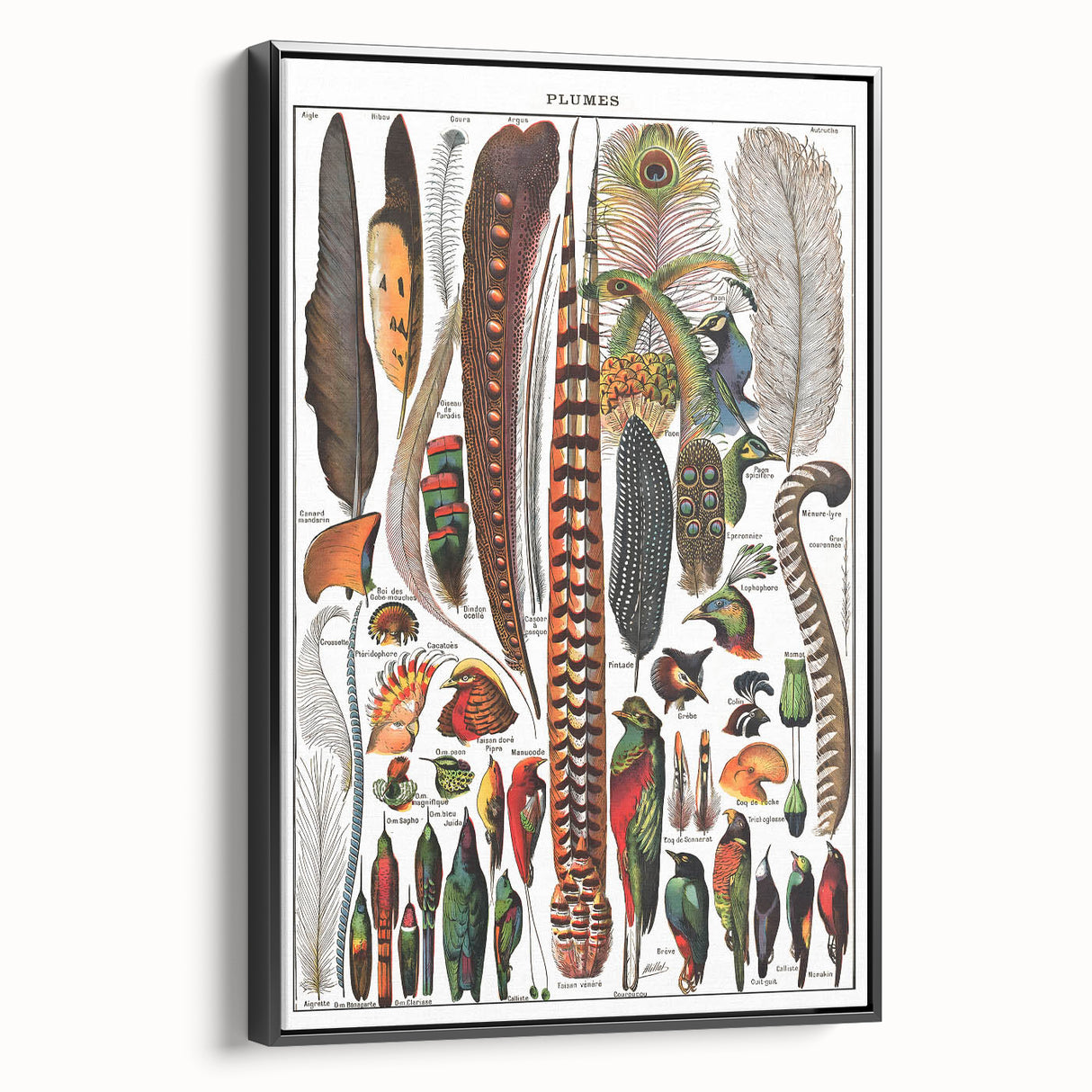 Vintage Bird Feathers Illustration - Nature Elements Wall Art Print