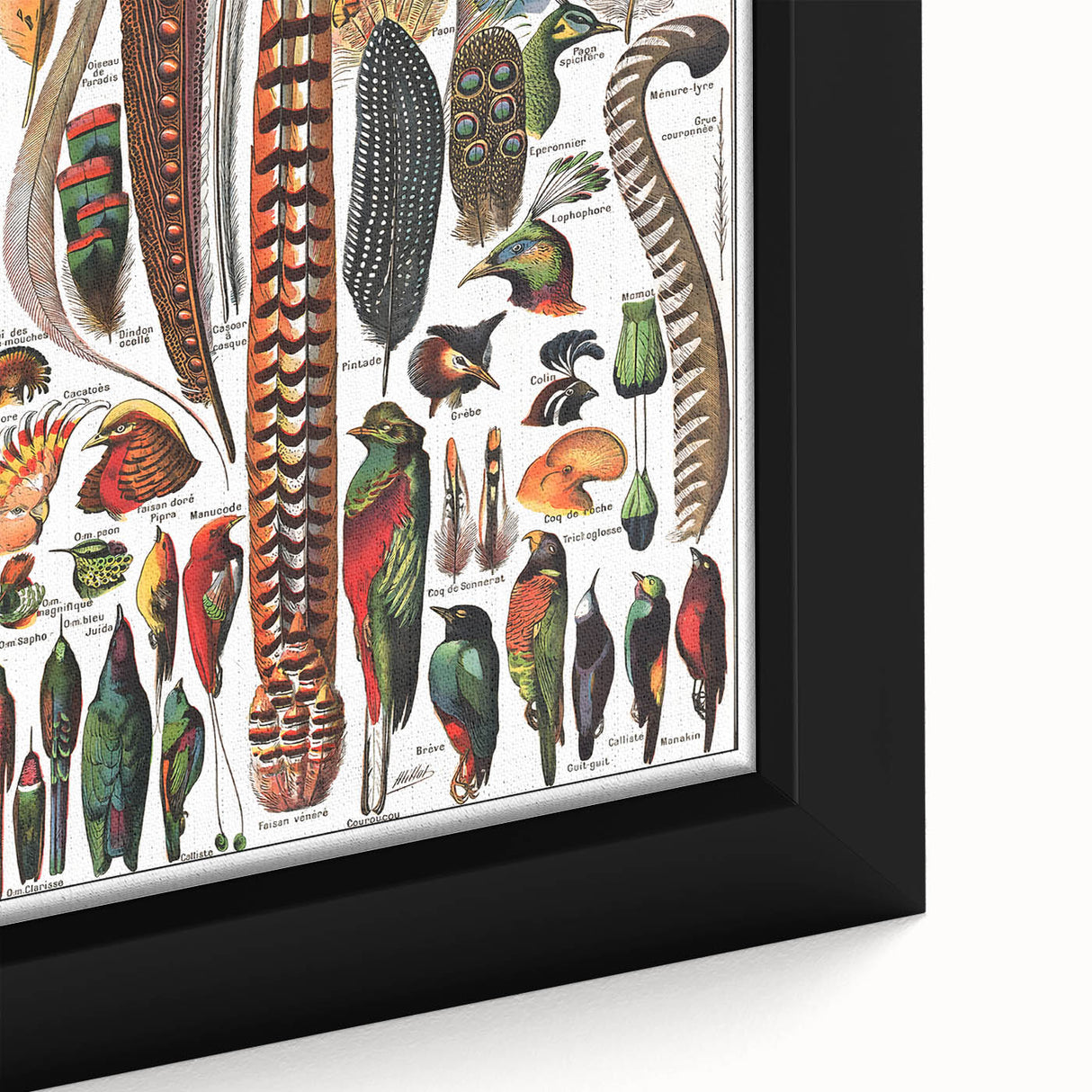 Vintage Bird Feathers Illustration - Nature Elements Wall Art Print