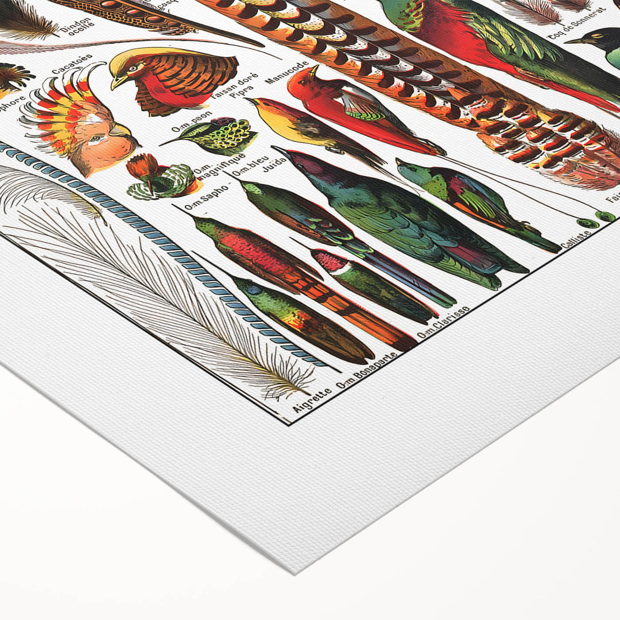 Vintage Bird Feathers Illustration - Nature Elements Wall Art Print