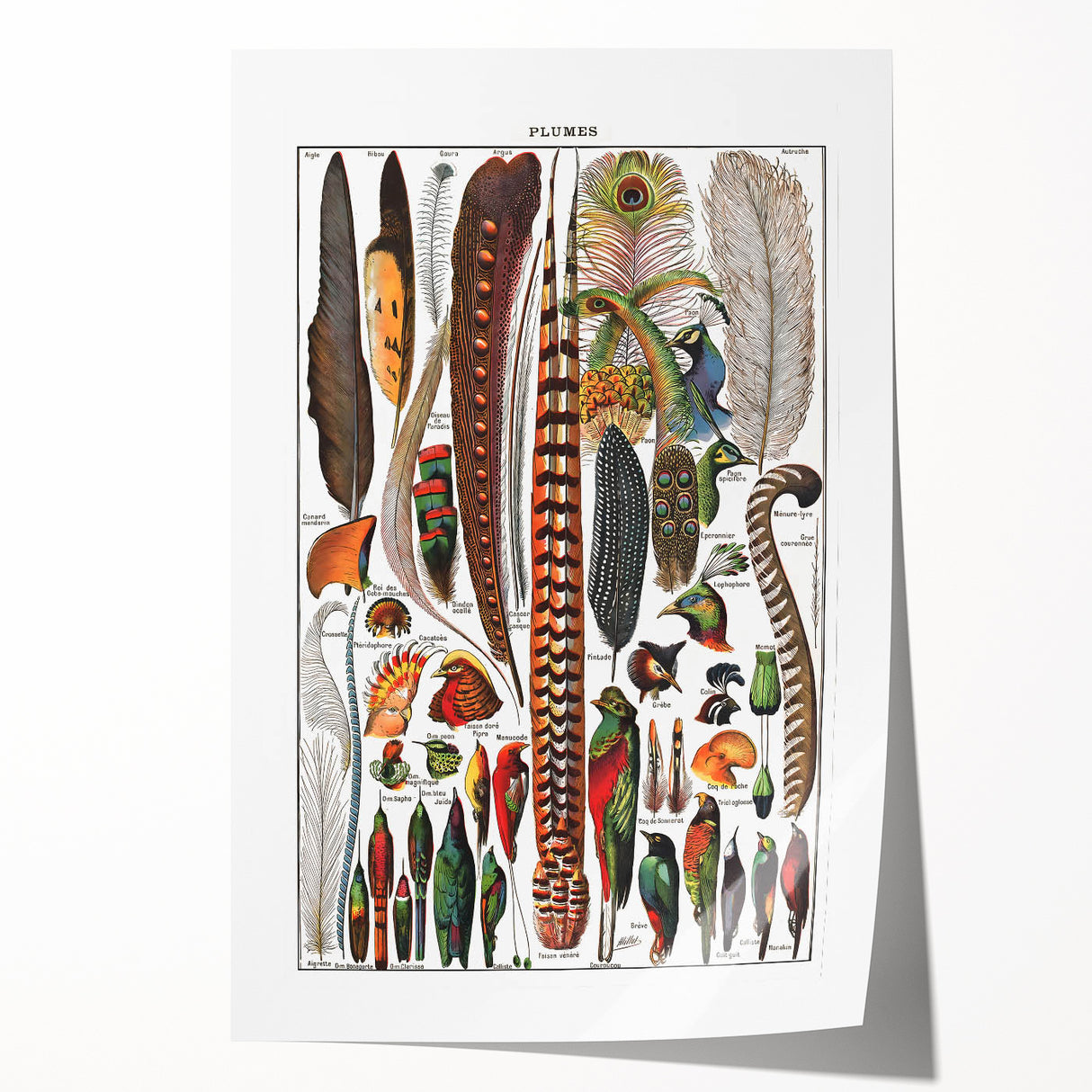 Vintage Bird Feathers Illustration - Nature Elements Wall Art Print