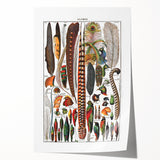 Vintage Bird Feathers Illustration - Nature Elements Wall Art Print
