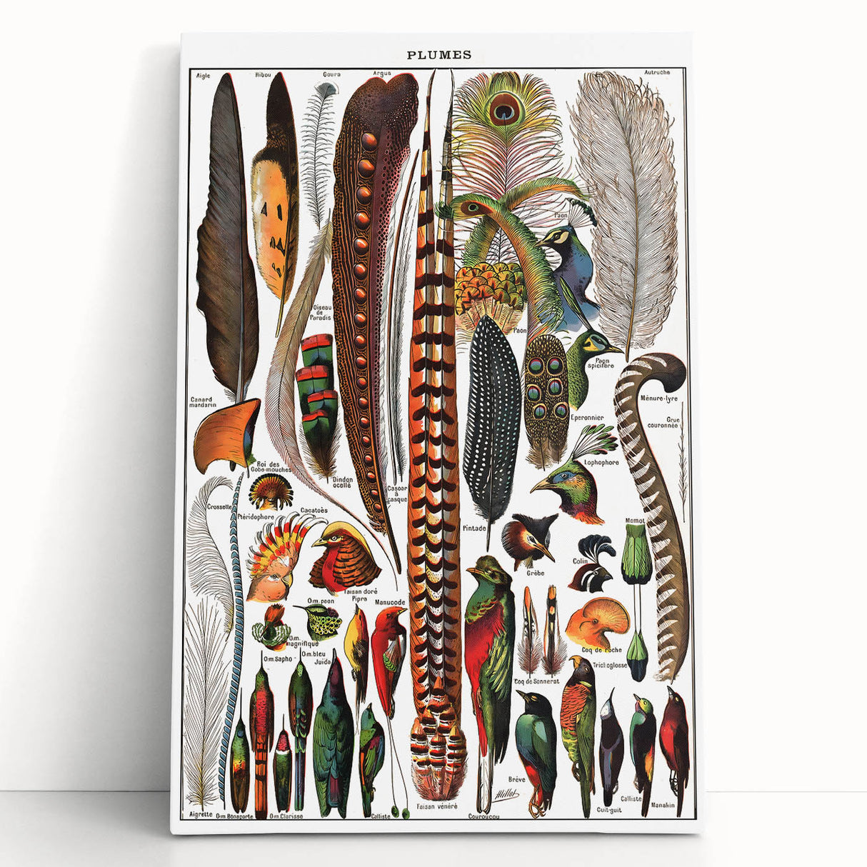 Vintage Bird Feathers Illustration - Nature Elements Wall Art Print