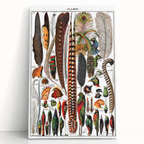 Vintage Bird Feathers Illustration - Nature Elements Wall Art Print