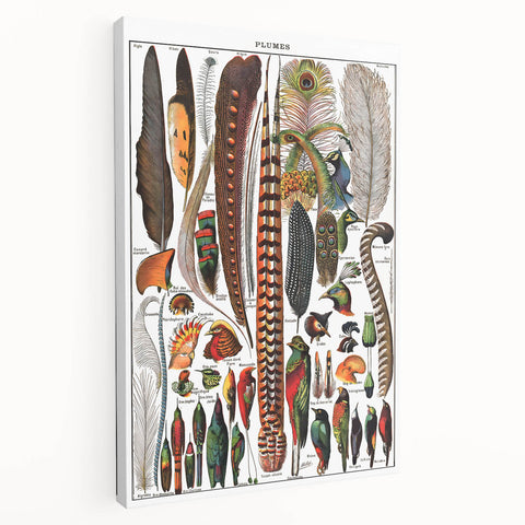 Vintage Bird Feathers Illustration - Nature Elements Wall Art Print