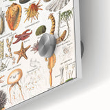 Vintage Mollusks and Marine Life Illustration - Nature Elements Wall Art