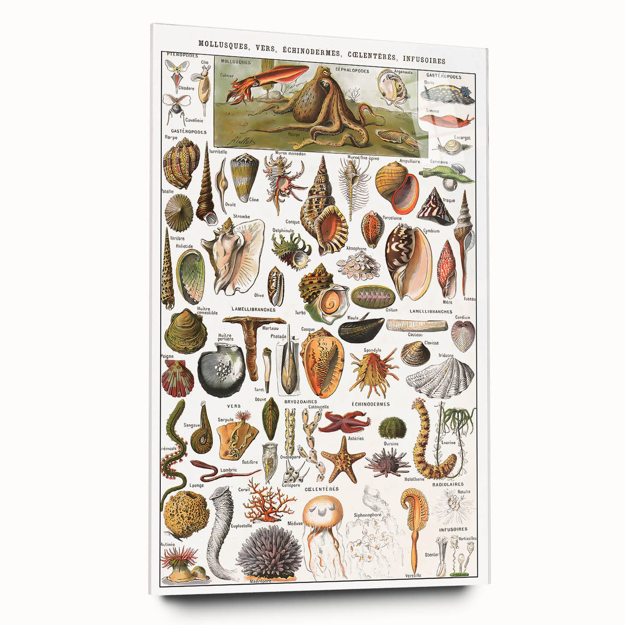 Vintage Mollusks and Marine Life Illustration - Nature Elements Wall Art