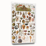 Vintage Mollusks and Marine Life Illustration - Nature Elements Wall Art