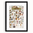 Vintage Mollusks and Marine Life Illustration - Nature Elements Wall Art
