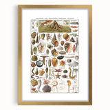 Vintage Mollusks and Marine Life Illustration - Nature Elements Wall Art