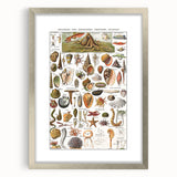 Vintage Mollusks and Marine Life Illustration - Nature Elements Wall Art