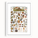 Vintage Mollusks and Marine Life Illustration - Nature Elements Wall Art