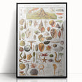 Vintage Mollusks and Marine Life Illustration - Nature Elements Wall Art