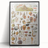 Vintage Mollusks and Marine Life Illustration - Nature Elements Wall Art