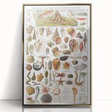 Vintage Mollusks and Marine Life Illustration - Nature Elements Wall Art