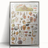 Vintage Mollusks and Marine Life Illustration - Nature Elements Wall Art