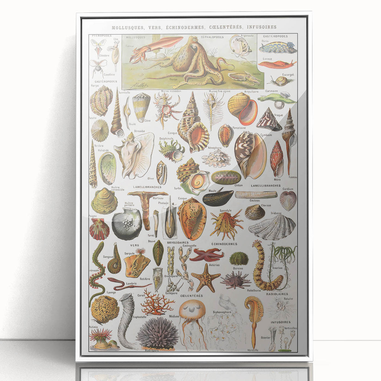 Vintage Mollusks and Marine Life Illustration - Nature Elements Wall Art