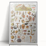 Vintage Mollusks and Marine Life Illustration - Nature Elements Wall Art
