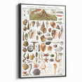 Vintage Mollusks and Marine Life Illustration - Nature Elements Wall Art