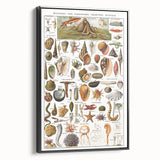 Vintage Mollusks and Marine Life Illustration - Nature Elements Wall Art