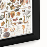 Vintage Mollusks and Marine Life Illustration - Nature Elements Wall Art