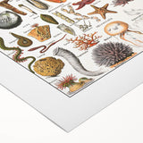 Vintage Mollusks and Marine Life Illustration - Nature Elements Wall Art