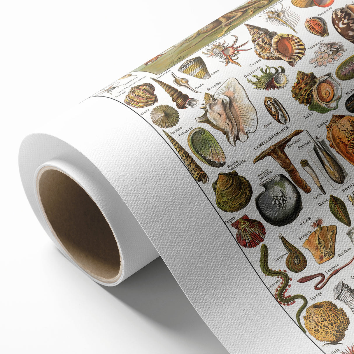 Vintage Mollusks and Marine Life Illustration - Nature Elements Wall Art