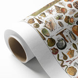 Vintage Mollusks and Marine Life Illustration - Nature Elements Wall Art