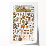 Vintage Mollusks and Marine Life Illustration - Nature Elements Wall Art