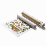 Vintage Mollusks and Marine Life Illustration - Nature Elements Wall Art