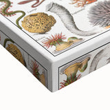 Vintage Mollusks and Marine Life Illustration - Nature Elements Wall Art