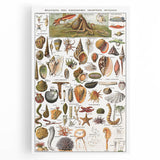 Vintage Mollusks and Marine Life Illustration - Nature Elements Wall Art