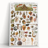 Vintage Mollusks and Marine Life Illustration - Nature Elements Wall Art