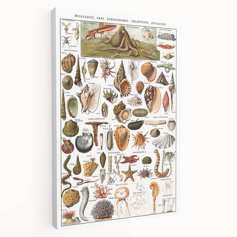 Vintage Mollusks and Marine Life Illustration - Nature Elements Wall Art