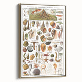 Vintage Mollusks and Marine Life Illustration - Nature Elements Wall Art