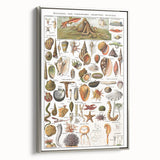 Vintage Mollusks and Marine Life Illustration - Nature Elements Wall Art