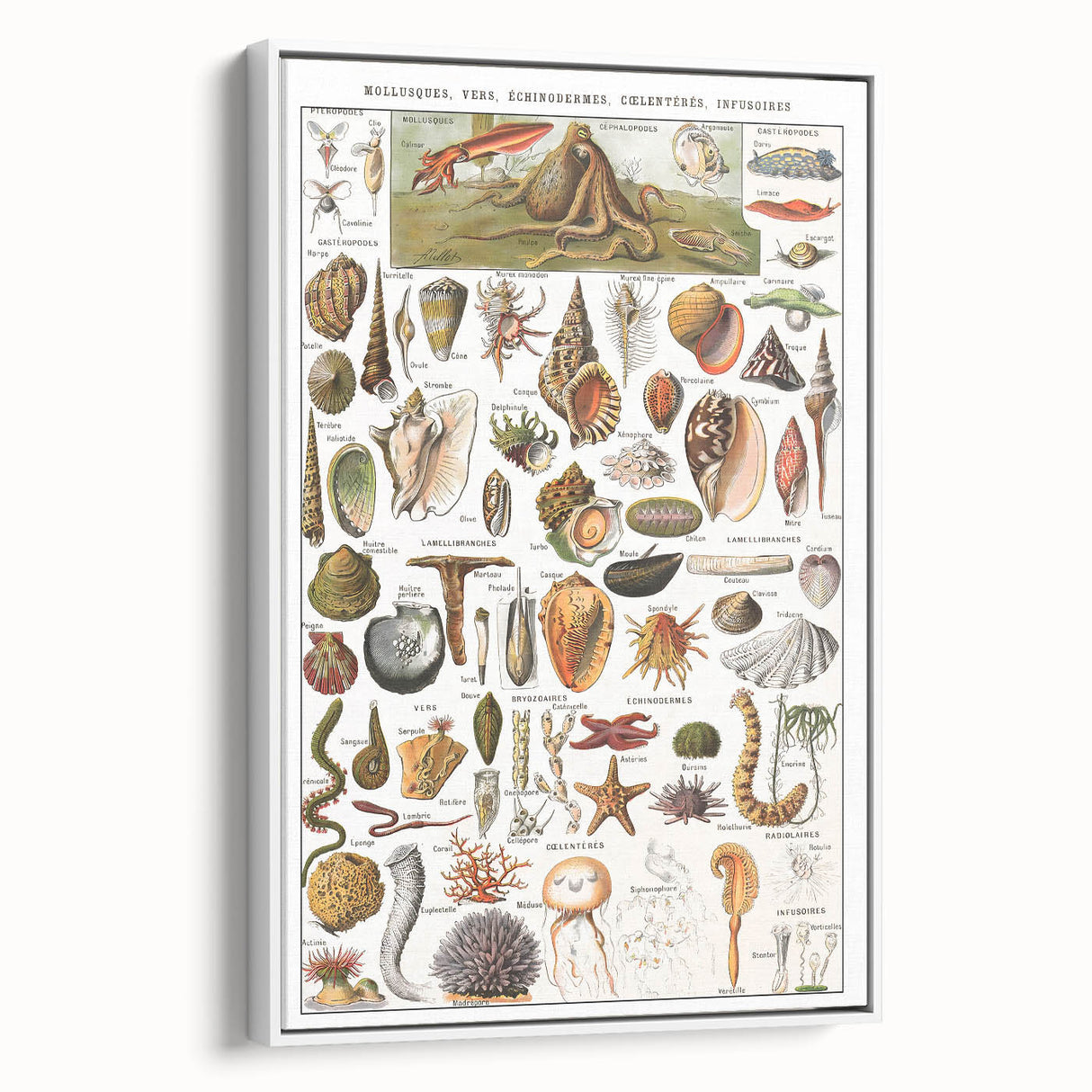 Vintage Mollusks and Marine Life Illustration - Nature Elements Wall Art