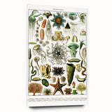 Vintage Oceanography Illustration - Nature Elements Wall Art Print