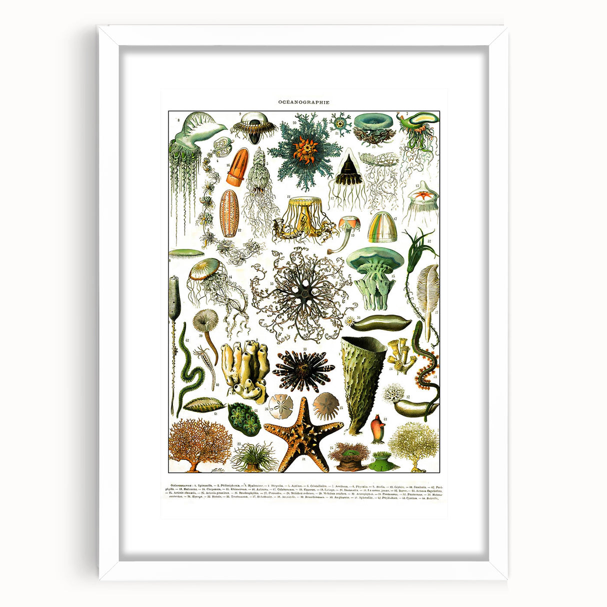 Vintage Oceanography Illustration - Nature Elements Wall Art Print