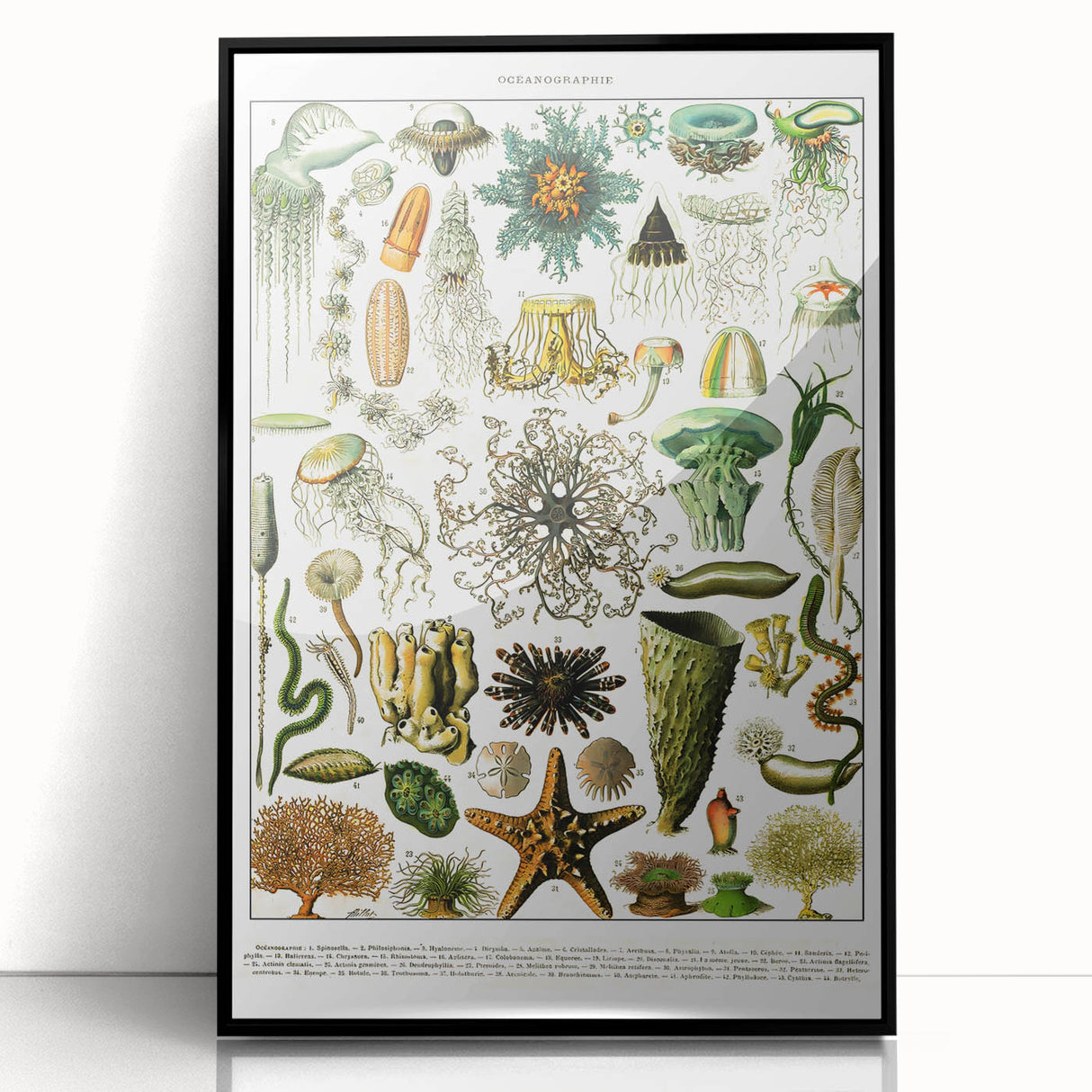 Vintage Oceanography Illustration - Nature Elements Wall Art Print