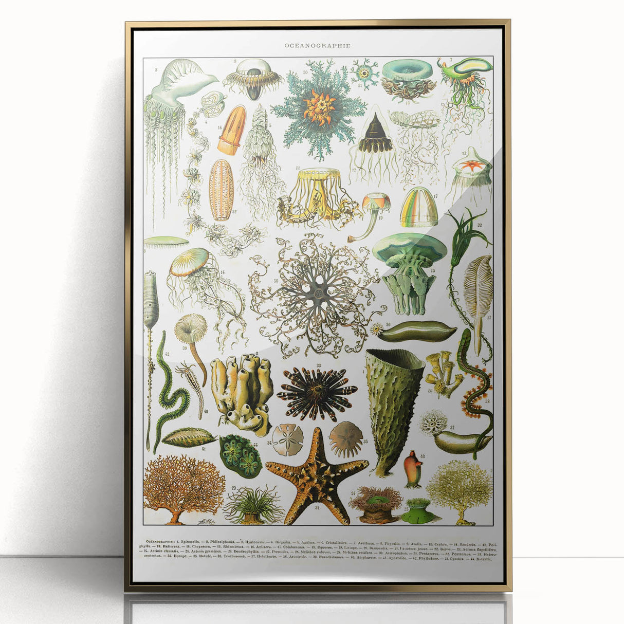 Vintage Oceanography Illustration - Nature Elements Wall Art Print