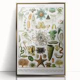 Vintage Oceanography Illustration - Nature Elements Wall Art Print