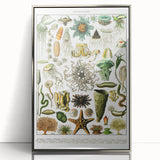 Vintage Oceanography Illustration - Nature Elements Wall Art Print