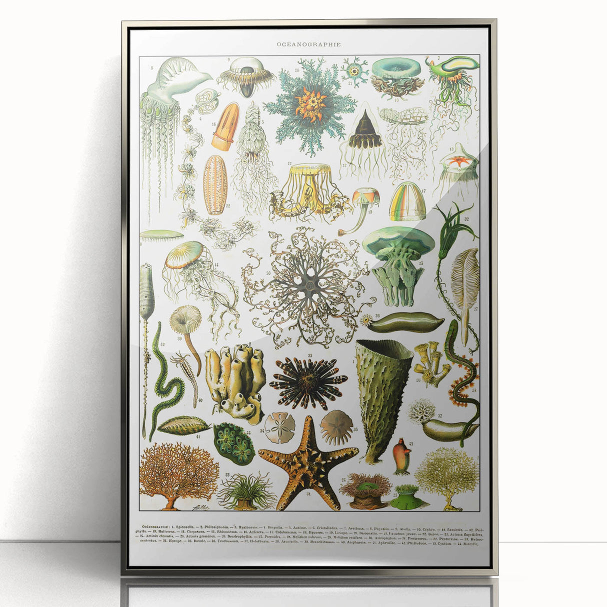 Vintage Oceanography Illustration - Nature Elements Wall Art Print