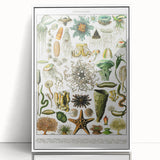 Vintage Oceanography Illustration - Nature Elements Wall Art Print