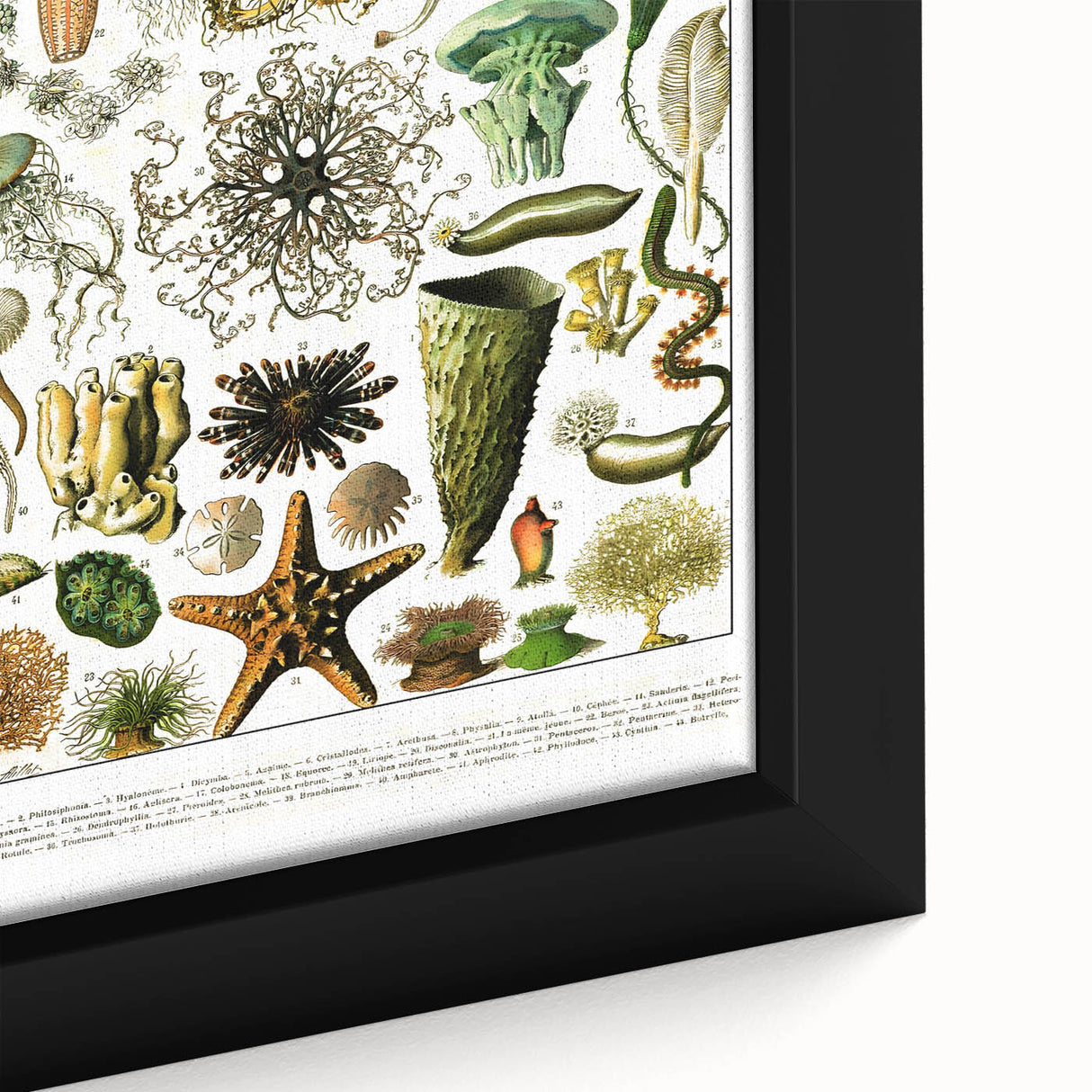 Vintage Oceanography Illustration - Nature Elements Wall Art Print
